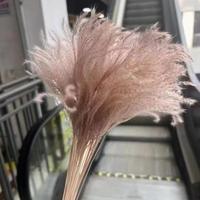 Großhandel: Boho-Trockenblumen, konserviertes Pampasgras, Phragmites, weiches Schilfgras für Thanksgiving, Ostern und Halloween Deko