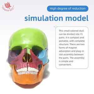 Modèle de crâne humain coloré 15 pièces Mini crâne étudiant et enfants enseignement médical anatomie crâne - Product Image 3