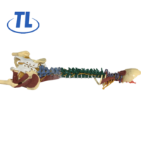 Modelo de Anatomía de Columna Vertebral Humana a Color con Pelvis, Músculos, Nervios y Cabezas de Fémur, Modelo Educativo de Columna Vertebral Flexible