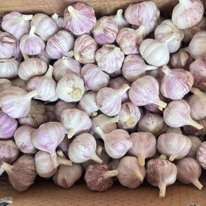 <span class=keywords><strong>Ail</strong></span> blanc frais de qualité supérieure, nouvelle récolte, de la marque Optimum, fournisseurs <span class=keywords><strong>chinois</strong></span>, prix de gros bas pour l'importation en vrac - Product Image 3