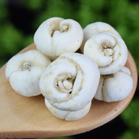 Légume de Fritillaria (Chuan Bei Mu) Séché, Ingrédient Herbal pour Applications Alimentaires Fonctionnelles