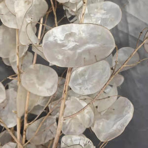 Vente en gros d'usine, bouquet préservé, véritable <span class=keywords><strong>lunaria</strong></span> <span class=keywords><strong>annua</strong></span> naturel, pour la décoration florale, cadeau de luxe - Product Image 1