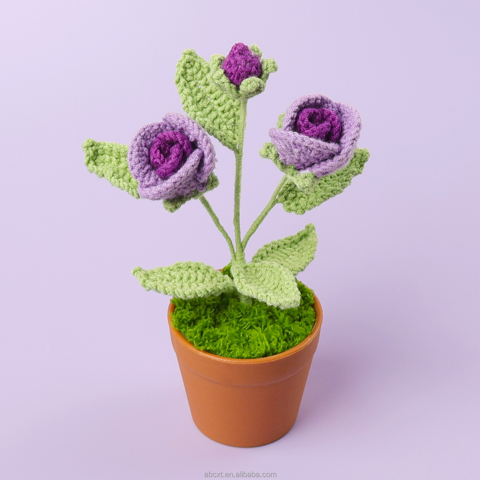 Pourpre