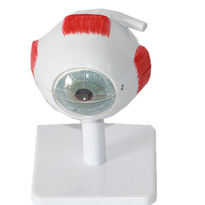 Modelo de Ojo <span class=keywords><strong>Humano</strong></span> Sciedu, Modelo de Anatomía <span class=keywords><strong>del</strong></span> Ojo <span class=keywords><strong>Humano</strong></span> Ampliado y <span class=keywords><strong>Desmontable</strong></span> en 7 Partes, Estructura <span class=keywords><strong>del</strong></span> Ojo, Modelo de Ojo <span class=keywords><strong>Humano</strong></span> para Enseñanza Médica - Product Image 1