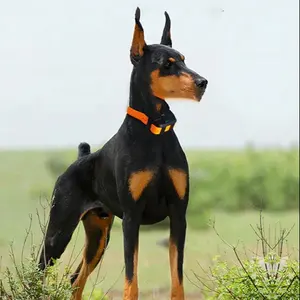 Охотничий gps-локатор для собак с чипом дальнего действия, gps-трекер в реальном времени, бесплатное приложение для отслеживания, Gps для охотников и собак - Product Image 1