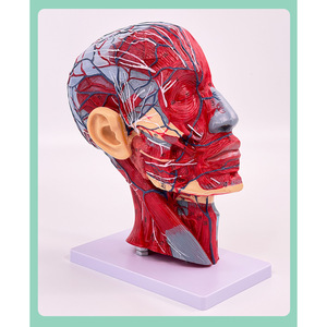 Human facial muscle, blood vessel and nerve anatomy model, sagittal section of the <b>head</b>, cosmetic, minimally invasive, medical - Product Image 5