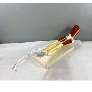 โมเดลกายวิภาคของกระดูกมนุษย์<span class=keywords><strong>กล้าม</strong></span><span class=keywords><strong>เนื้อ</strong></span>เอ็น<span class=keywords><strong>มือ</strong></span>ร่วมโมเดล - Product Image 6