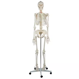Modèle de <span class=keywords><strong>squelette</strong></span> <span class=keywords><strong>musculaire</strong></span> <span class=keywords><strong>humain</strong></span> Offre Spéciale avec des muscles peints d'un côté de PVC 170cm - Product Image 1