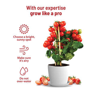 Vente en gros Kit de culture de tomates cerises Pots d'arrosage automatique avec emballage en papier <span class=keywords><strong>pour</strong></span> jardin extérieur usage domestique - Product Image 5
