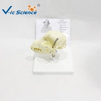 Modelo Anatómico de Cráneo Canino para Enseñanza de Anatomía Veterinaria y Demostración en Hospitales Veterinarios CE/ISO/ROHS/CNAS