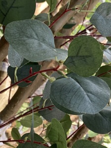 Arbre artificiel <span class=keywords><strong>en</strong></span> eucalyptus vert, décoration de table centrale, <span class=keywords><strong>petit</strong></span> arbre, prix bas, matériau <span class=keywords><strong>en</strong></span> <span class=keywords><strong>bois</strong></span> massif - Product Image 3