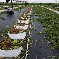Bâche agricole anti-herbe tapis de protection contre les mauvaises herbes paysage tissu couvre-sol