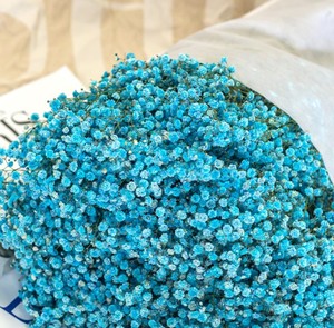 Flores secas de cielo estrellado para decoración del hogar, flores secas para decoración del hogar, fabricantes de accesorios al por mayor - Product Image 5