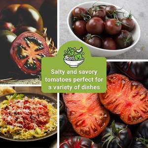 Sachet de graines de tomates anciennes non-OGM, variétés Black Cherry, Beauty, Savory, Salty, Favorites, suspendues, assortiment varié - Product Image 4