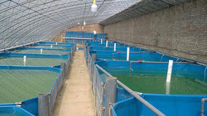 Serbatoio per piscicoltura serbatoi per laghetti per pesci altre attrezzature per l'acquacoltura per l'allevamento ittico - Product Image 4