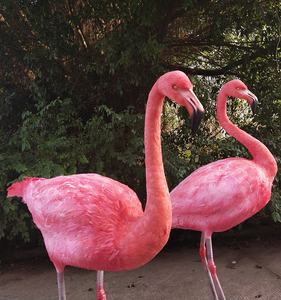 Bluelizard-Oiseau décoration de Parc Avec plume Flamingo Land Utilisant Animatronique En Mouvement Flamant modèles - Product Image 6