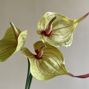 Chất Lượng Cao Duy Nhất Thân Cây Bất Cảm Ứng <span class=keywords><strong>Anthurium</strong></span> Hoa Nhân Tạo Màu Đỏ <span class=keywords><strong>Anthurium</strong></span> Cho Lễ Tạ Ơn Tốt Nghiệp Đám Cưới - Product Image 5