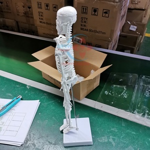 Modelo de Esqueleto Humano Anatómico Médico de Simulación de Tamaño Real HC-S201 de 180 cm/Modelo de Esqueleto Humano para Entrenamiento Médico - Product Image 4