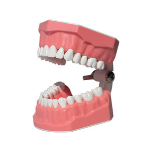 Modèle d'affichage de l'espace interdentaire en résine à 28 dents et aides pédagogiques pour le brossage des dents pour la maternelle, pour l'enseignement de la bonne technique de brossage des dents - Product Image 1