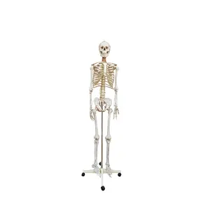 Human skeleton model Medical Anatomical Skeleton Life Size 70.8(175 cm) Rolling Stand for Anatomy Teaching and Studying