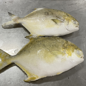 Chất Lượng Hàng Đầu Đông Lạnh Pompano Cá Pomfret Cá - Product Image 4