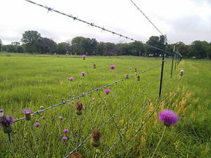 China Supplier Prime Quality <b>Barbed</b> <b>Wire</b> Fence High Tensile Double Dipped Galvanized Iron <b>Wire</b> 2.0-2.5mm Diameter 200-300m - Product Image 4