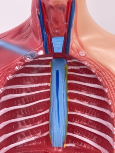 IN-M5 Science médicale 27 pièces 85cm modèle de torse <span class=keywords><strong>humain</strong></span> figure d'impression de main modèle anatomique de <span class=keywords><strong>corps</strong></span> musclé - Product Image 6