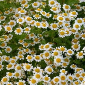 Cápsulas de Manzanilla Orgánica al por Mayor, Cápsulas de Flores de Manzanilla para Apoyo Inmunológico, Cápsulas de Manzanilla para Hombres y Mujeres - Product Image 2