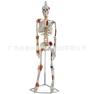Modelo de Esqueleto Humano Completo de 85 cm con Estructura Musculoesquelética y Ligamentos, Columna Vertebral Desmontable, Cráneo Blanco para Yoga - Product Image 4
