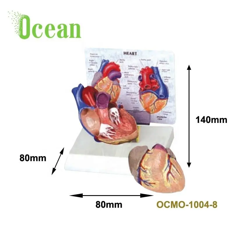 High quality PVC Human Heart model with instruction medical model for advertisement Demonstration