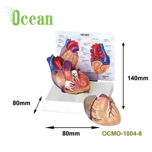 Modelo de coração humano de pvc de alta qualidade com modelo médico da instrução para a demonstração de anúncios