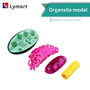 Modelo de orgánulos: Mitochondria, Cloroplasto, <span class=keywords><strong>Golgi</strong></span>, Centrosoma - Product Image 2