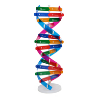 Modelo Biológico de Estructura de Molécula de ADN, Fabricante de Modelos de ADN Coloridos, Juguete Educativo