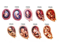 Modelo de proceso de desarrollo de embarazo Fetal de ciencia médica modelo de desarrollo de embarazo Fetal CE/ISO