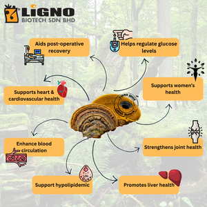 Proveedor de Malasia: Polvo de Extracto Herbal de Sang Huang LiGNO SH02 de la Más Alta Pureza, Material a Granel para Cosméticos de Marca OEM - Product Image 3