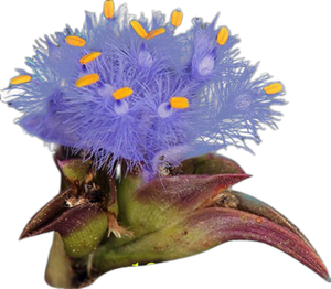 Preço Atacado Ecdysone <span class=keywords><strong>Cyanotis</strong></span> <span class=keywords><strong>Vaga</strong></span> Extrato Bulk Ecdysone Em Pó - Product Image 3