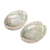 CELION grande Abalone grezzo Shell Bowl sbavatura Kit di sbavature e Stand conchiglie di Abalone naturali all'ingrosso per bruciare la salvia