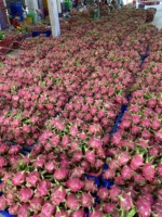 Verse natuurlijke zoete drakenvruchten, roze rode schil, wit vlees, kwaliteit 60 dagen houdbaarheid, Ninh Thuan Vietnam. WHATSAPP 0084 989 322 607