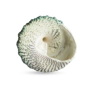 <span class=keywords><strong>2</strong></span>-4cm Green Tower Muschel Schnecke Green Natural Conch Aquarium Landschaft Schalentiere Einsiedler Krabben Muschel Proben Dekor Handwerk - Product Image 5