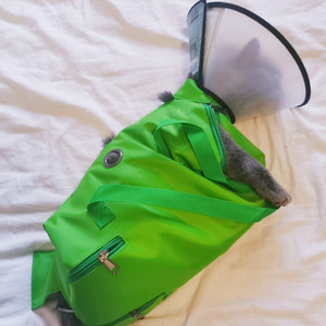 Transportín para Gatos, Bolsa Plegable Portátil para Mascotas, Color Sólido, Estilo Simple, para Uso en Vacunaciones de Gatos - Product Image 1