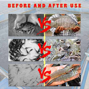 Cá Probiotics cá Vitamin tổng hợp cải thiện tỷ lệ sống của cá chiên và ngăn ngừa bệnh phức tạp Vitamin tổng hợp - Product Image 3