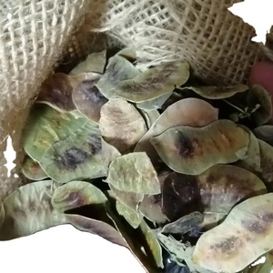 Fruits de séné entiers secs indiens 100% naturels, gousses de séné entières séchées - Product Image 1