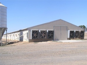 Système de porches de volaille avec Structure en acier léger, deuxième génération, <span class=keywords><strong>pas</strong></span> <span class=keywords><strong>cher</strong></span>, plantes, oiseaux - Product Image 4