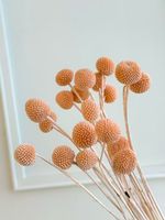 Bunga Billy Buttons Emas Awet dengan 20 Tangkai untuk Dekorasi Pernikahan, Hari Ibu, Natal, dan Pesta - Tahan Lama