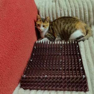 Púas Multiusos para Pájaros, Evitan que los Gatos Escalen y Mantienen alejados a los Pájaros, Púas de Plástico - Product Image 5