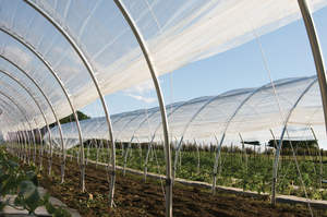 One Nursery Commercial Single Span Plastic FilmTunnel Invernadero Agricultura Invernadero para cultivo de siembra - Product Image 5