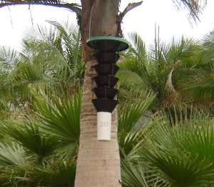 Trampa Multifuncional de Plástico para Control de Insectos, Atrapa Escarabajos de Palma Roja, Coleópteros - Product Image 5