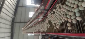 Jaula para Pollos de Acero Galvanizado en Caliente de Diseño Moderno JiHua con Recolección Automática de Huevos - Product Image 4