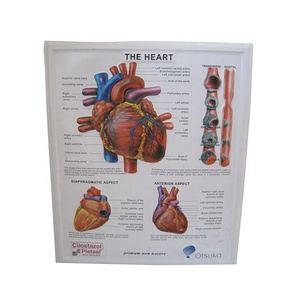 Tabla de calendario médico de Anatomía Humana, impresión personalizada, tabla médica de corazón humano - Product Image 4