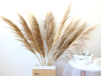 Grandes herbes de la Pampa séchées avec graines pour décoration de sol, vitrine et mariage